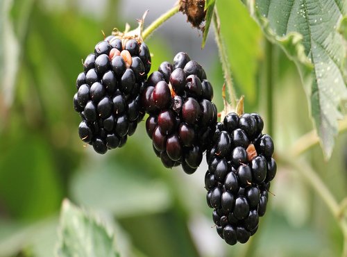 moras500x370